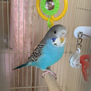 Meet your Posher, Samia